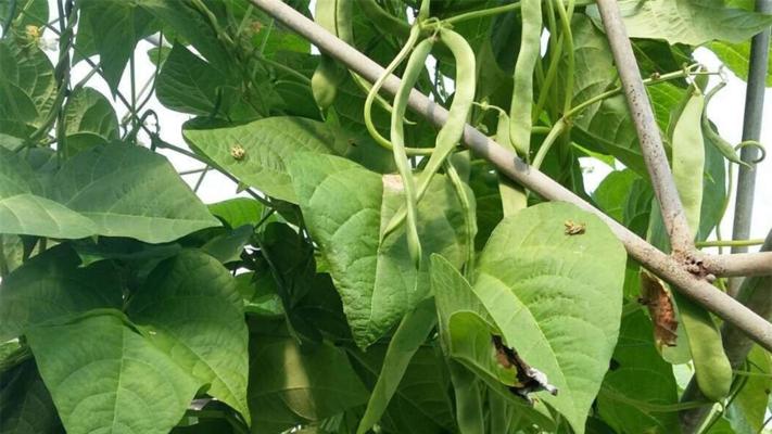 四季豆的种植时间（合适的月份和注意事项）