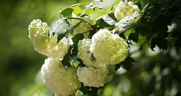 白色植物探秘（从种类到意义）