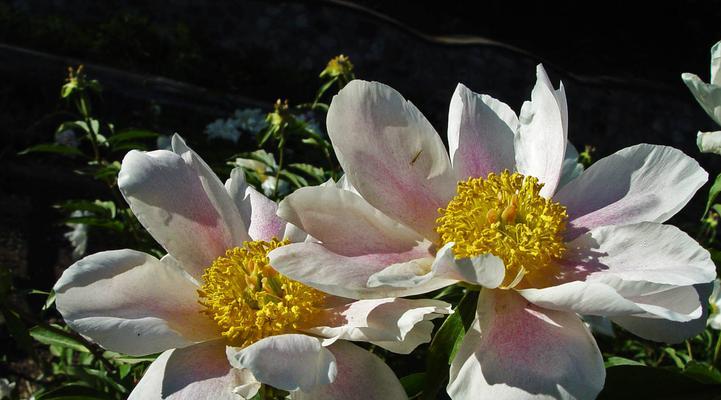 全国哪里的白芍最好（寻找最优质的白芍产地）