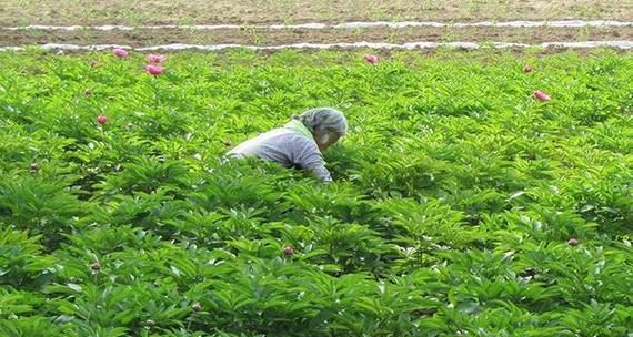 白芍种植技术与管理（打造高产高质的白芍种植基地）