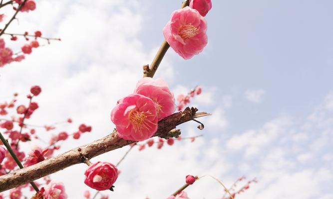 冬日梅花的寓意与象征（冬天的梅花如何传递希望与坚强）