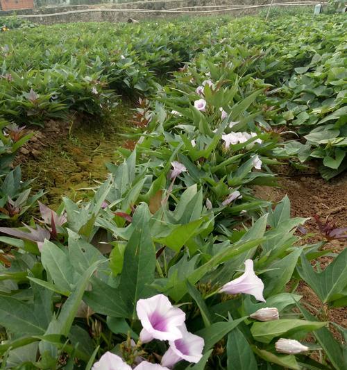 探秘白薯为何开花（开花条件）