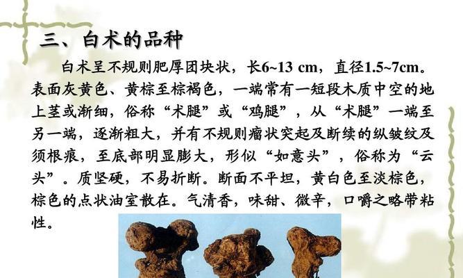 白术的生长周期（从种子到收成）
