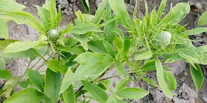 白术种植技巧与注意事项（掌握适宜的种植月份）