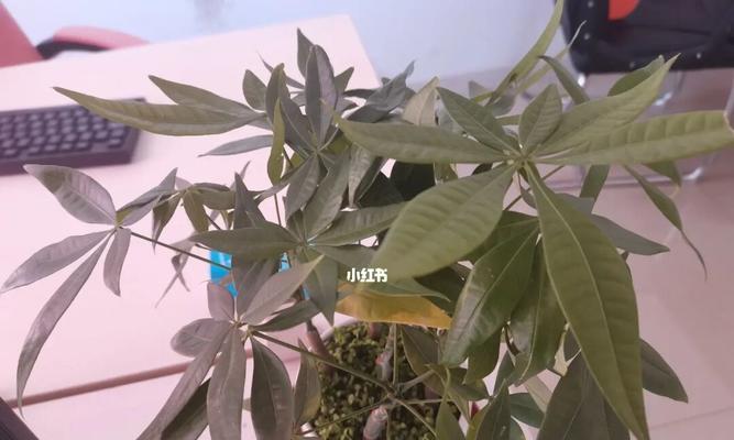 发财树叶子发黄的寓意与象征（破除迷信）