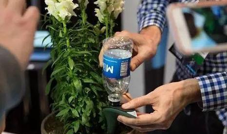 白糖水（白糖水对花的效果与使用注意事项）