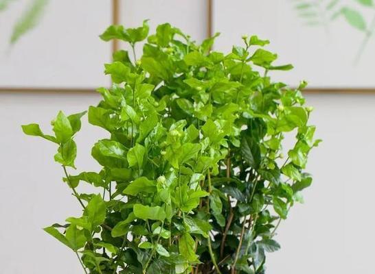 以适应性强、短生周期、经济效益好的植物为主（以适应性强）