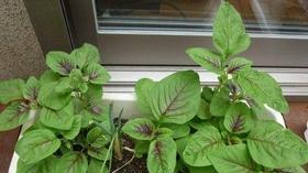 白苋菜种植全攻略（从时间、方法到管理）