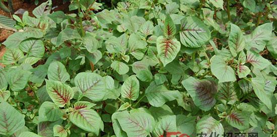 白苋菜种植全攻略（从时间、方法到管理）