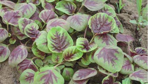 白苋菜种植全攻略（从时间、方法到管理）