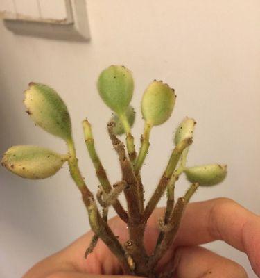 白熊掉叶子的原因及解决方法（白熊缺乏维生素导致掉叶子）