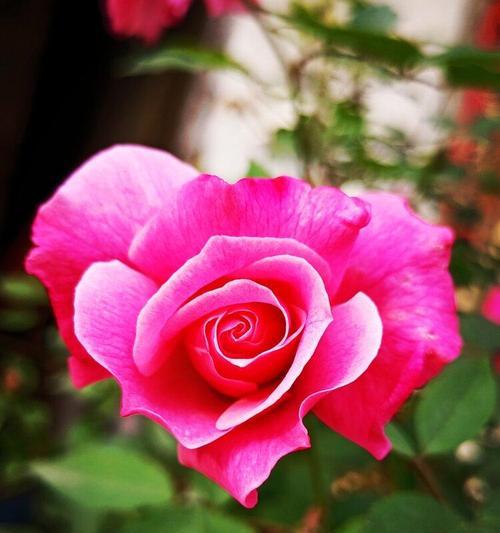 粉色月季花的花语（赏析粉色月季花的花语和传递的情感）