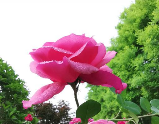 粉色月季花语（探索粉色月季花的花语和寓意）