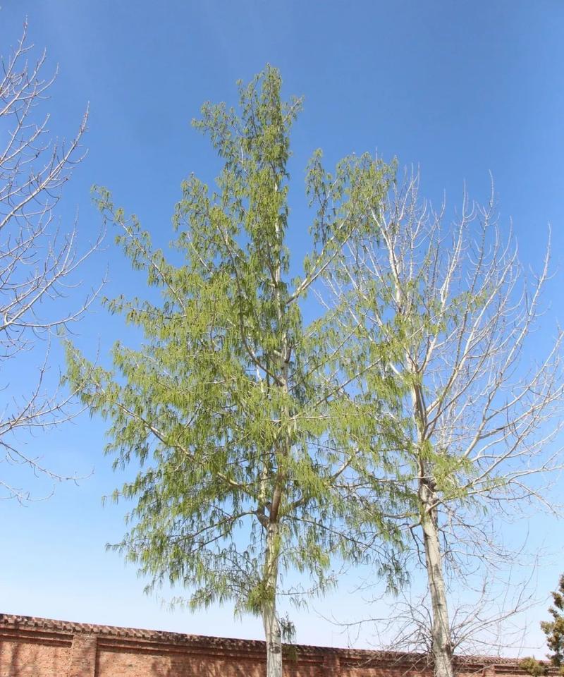 白杨树的开花情况剖析（探究白杨树开花特点及花朵形态）