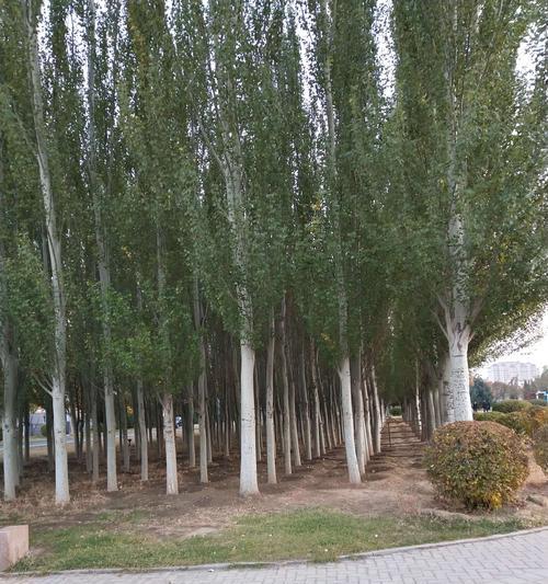 白杨树的生长环境特征（白杨树喜好的环境和适宜种植的场所）