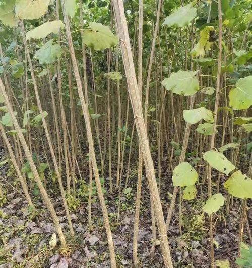 白杨树的种植条件（选择合适的地方与方法）