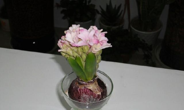 风信子开花的寓意（呈现生命的美丽与希望）