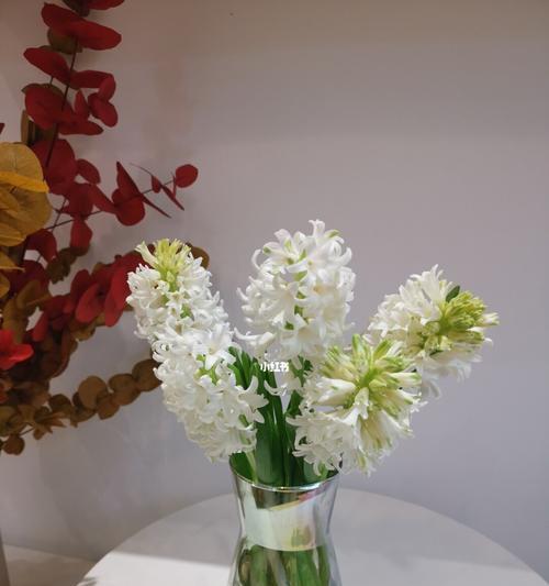 花开花谢，情意绵绵——解读风信子鲜花的花语之美（风信子花语中的柔情脉脉与浪漫爱意）