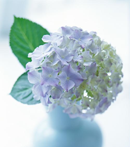 风信子颜色的象征意义（风信子的多彩世界）