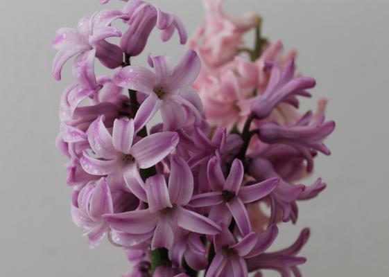 风信子花的颜色代表的意义（探索风信子花色的象征意义与文化寓意）