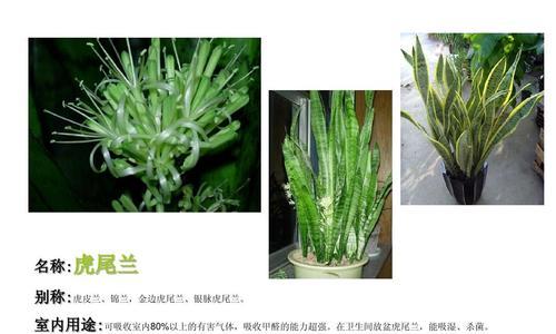 白玉虎皮兰的繁殖方法和注意事项（育种养护须知）