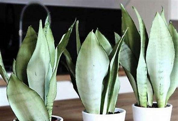 如何养护白玉虎皮兰，让它越来越白？