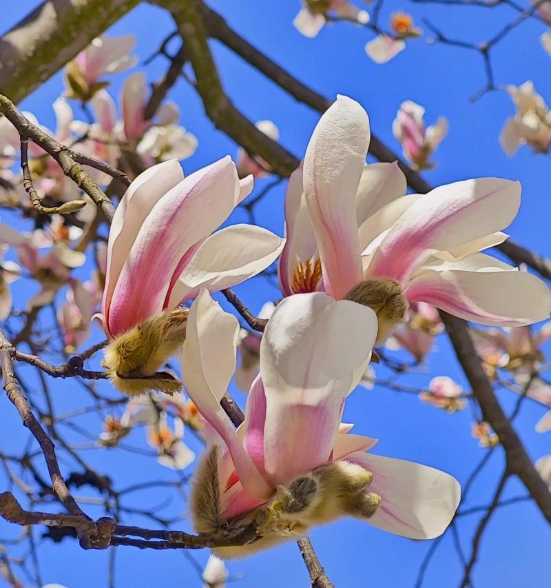 白玉兰的花期与观赏特点（春天白玉兰盛开）