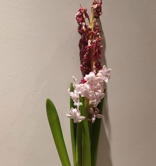 风信子的花语与寓意（探索风信子的象征意义）