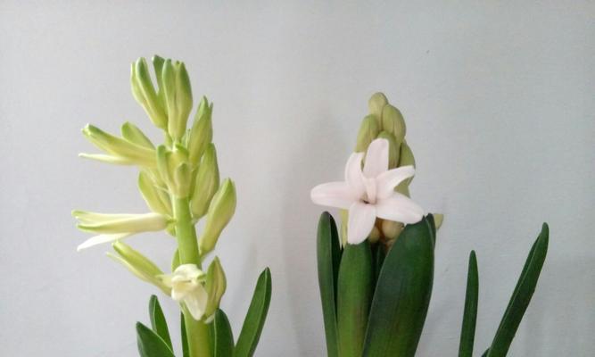 风信子的花语与寓意（探索风信子的象征意义）