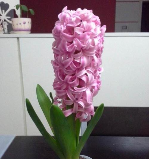 风信子的花语与寓意（探索风信子的象征意义）