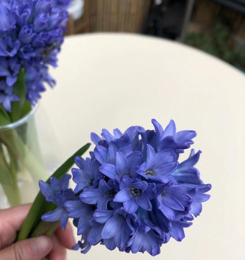 风信子的美丽寓意（花开春暖）