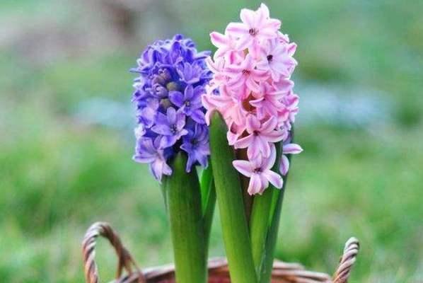 风信子的美丽寓意（花开春暖）