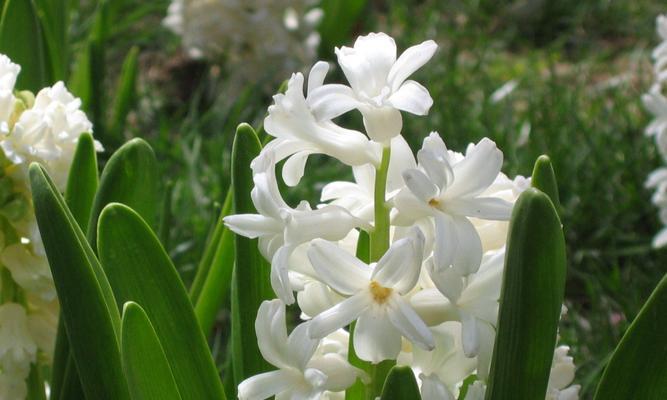 风信子花的寓意与象征意义（探寻风信子花的美与哲理）