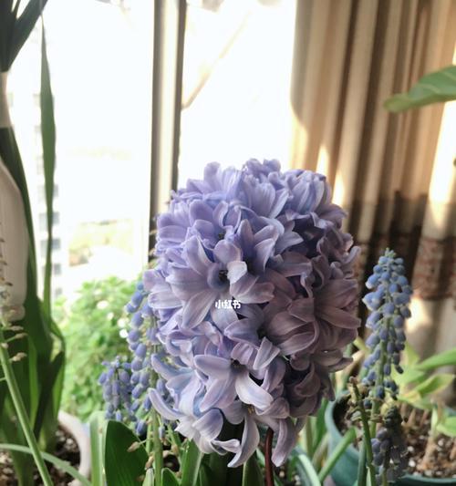 风信子花的寓意与象征意义（探寻风信子花的美与哲理）