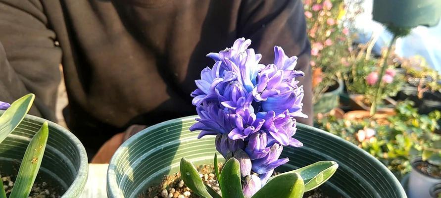 风信子花的寓意与象征意义（探寻风信子花的美与哲理）