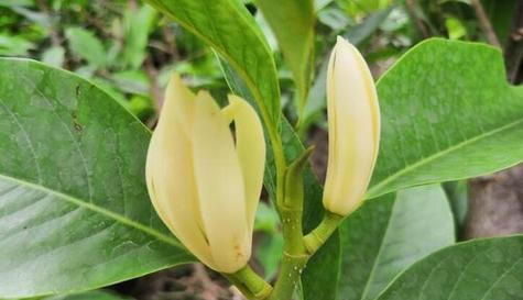 白玉兰开花周期探究（从花期到品种）