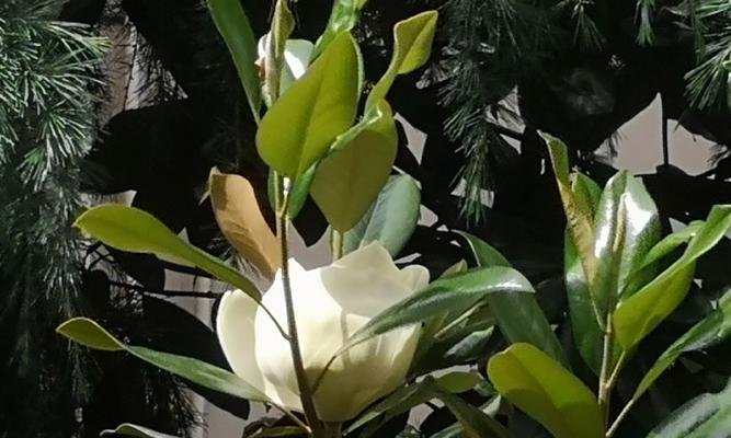 白玉兰开花周期探究（从花期到品种）