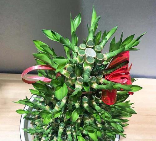 富贵竹花语（探索富贵竹的内涵和象征意义）