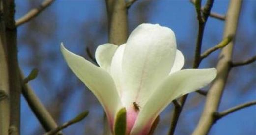 白玉兰花开花时间及特点（一年四季）