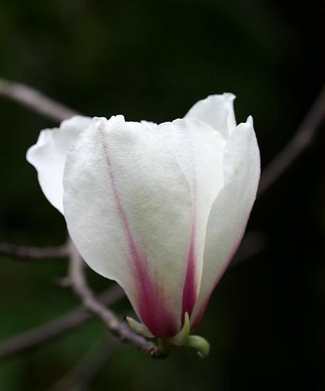 白玉兰花开花时间及特点（一年四季）