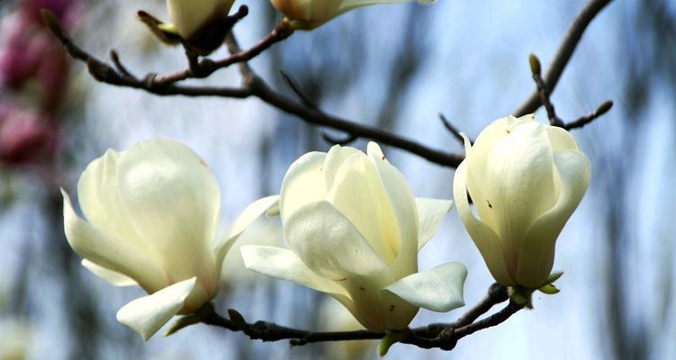 白玉兰花香有毒吗？深入探讨白玉兰的神秘面纱