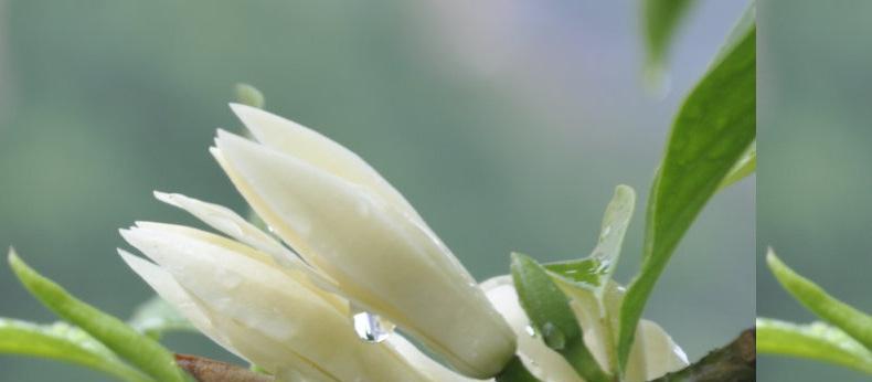 白玉兰花香有毒吗？深入探讨白玉兰的神秘面纱