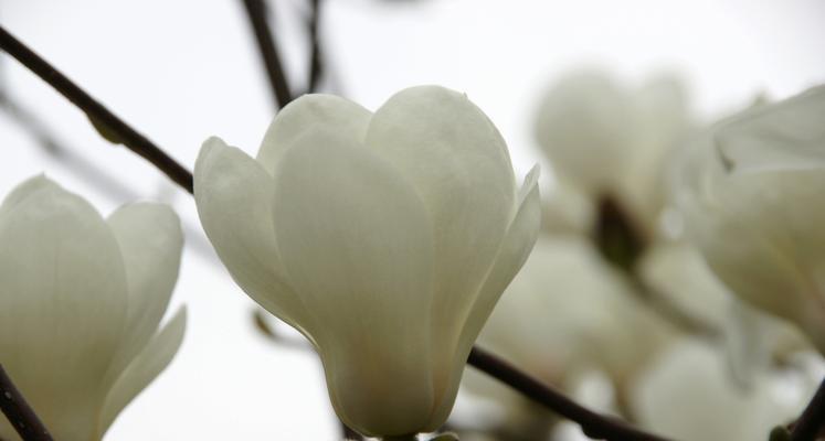 白玉兰开花时间及特点（了解白玉兰的开花特点和生长环境）