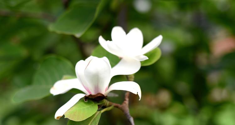 白玉兰开花时间及特点（了解白玉兰的开花特点和生长环境）