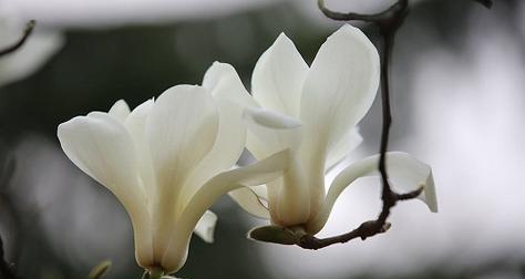白玉兰开花时间及季节分布（探究白玉兰开花规律）