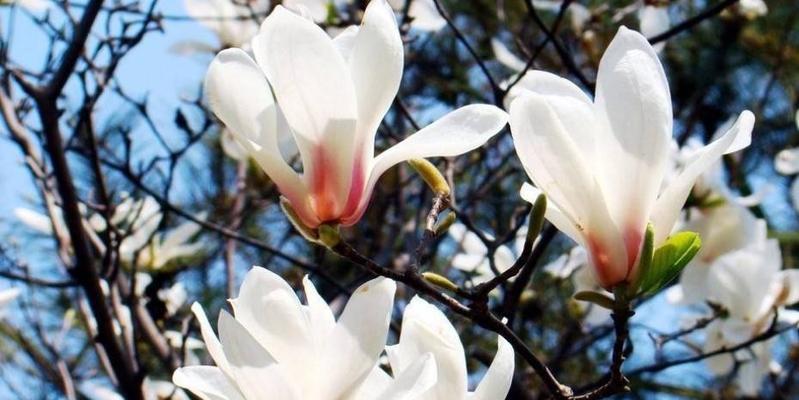 白玉兰开花时间及季节分布（探究白玉兰开花规律）