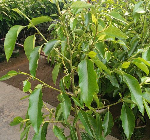 白玉兰果实（探秘白玉兰果实的营养价值及食用方法）