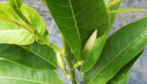 白玉兰果实（探秘白玉兰果实的营养价值及食用方法）