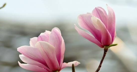 白玉兰的开花时节及花期详解（了解白玉兰的生长习性和独特之处）