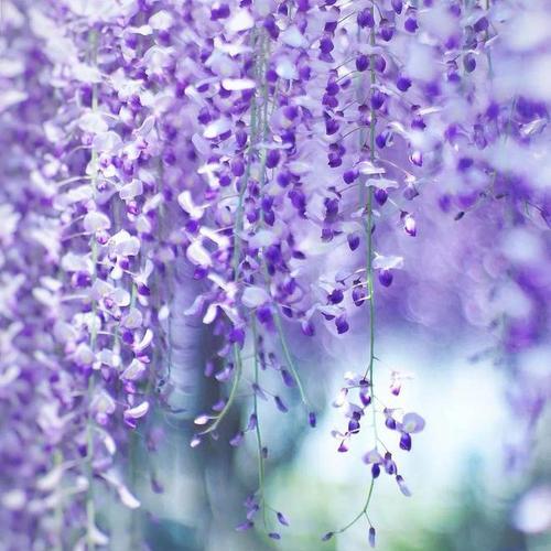 紫藤花语之美——寓意与传承（呈现紫藤花语的魅力）